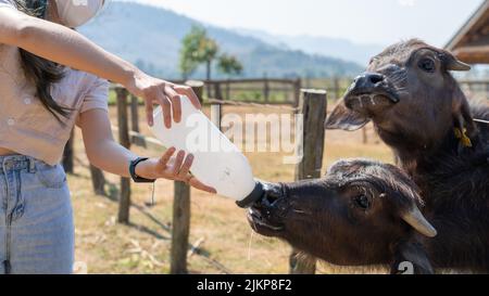 Eine schöne Aufnahme einer Flasche, die Büffelkälber an einem schönen sonnigen Tag auf der Farm füttert Stockfoto