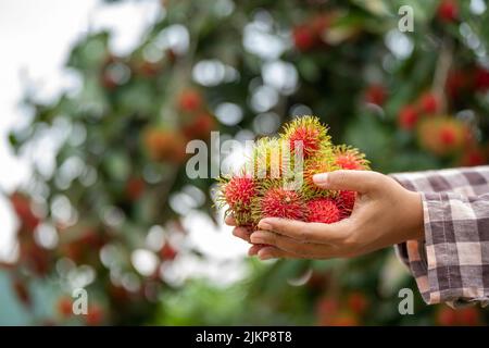 Asien Frau Farmer Rambutan Farmer, weibliche Farmerin hält Haufen von Rambutan aus biologischem Anbau Green Garden, Bio-Landwirtschaft Farmer Arbeitskonzept Stockfoto