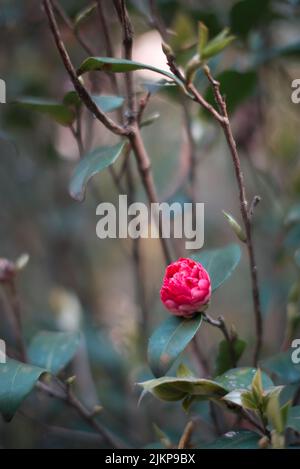 Eine vertikale Aufnahme einer roten Kamelie-Japonica-Knospe in einem Garten Stockfoto