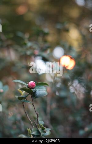 Eine vertikale Aufnahme einer roten Kamelie-Japonica-Knospe in einem Garten Stockfoto