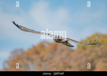 Eine selektive Fokusaufnahme eines jungen Weißkopfseeadlers, der über dem Eagle Creek Park in Indianapolis fliegt Stockfoto