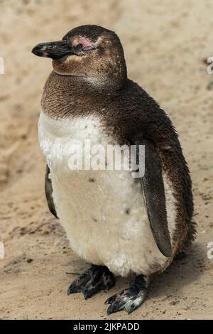 Eine Nahaufnahme eines jungen, flauschigen Pinguins an einem Sandstrand Stockfoto