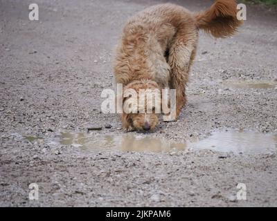 Eine Nahaufnahme eines italienischen Wasserhundes, der aus einer Pfütze aus trübem Wasser trinkt Stockfoto