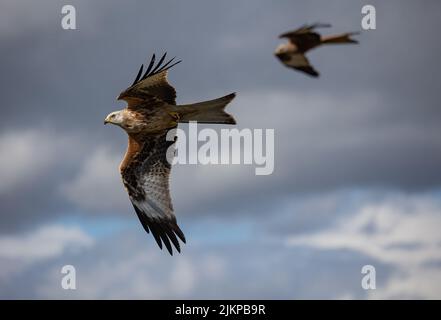 Nahaufnahme von zwei roten Drachen im Flug mit offenen Flügeln Stockfoto