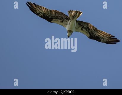 Eine Aufnahme eines Fischadler-Vogels, der an einem sonnigen Tag gegen den blauen Himmel fliegt Stockfoto