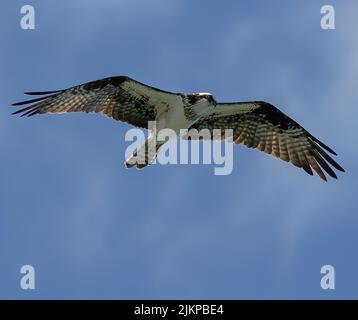 Eine Aufnahme eines Fischadler-Vogels, der an einem sonnigen Tag gegen den blauen Himmel fliegt Stockfoto
