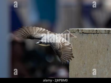 Eine flache Aufnahme eines Grauen Königsparrows bei einem Flug an einem sonnigen Tag mit verschwommenem Hintergrund Stockfoto