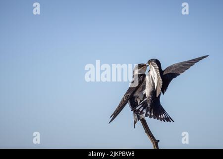 Zwei weißkehlige Schwalben, die auf einem Ast eine enge Begegnung haben Stockfoto