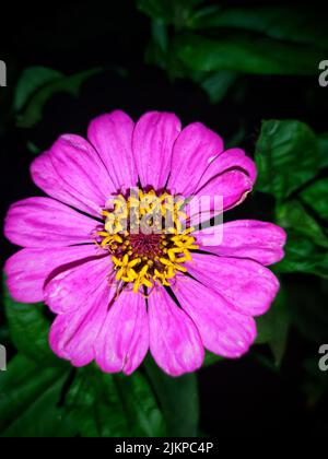 Eine vertikale Nahaufnahme einer rosa Blume von Zinnia elegans Stockfoto