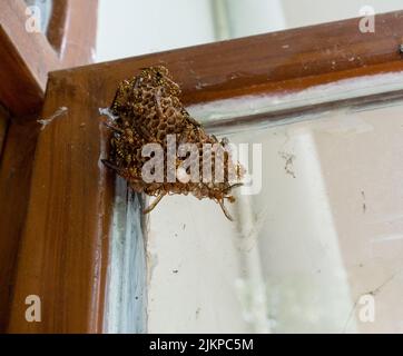 Eine Nahaufnahme von gelben Papierwespen nisten auf einer Fensterpfanne. Papierwespen sind Vespidwespen, die Fasern aus totem Holz und Pflanzenstämmen sammeln, mischen sich mit Sal Stockfoto