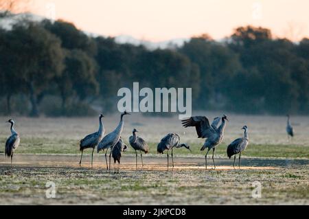 Eine vertikale Aufnahme von Kranichen auf einem Feld in Extremadura, Spanien während des Winters Stockfoto