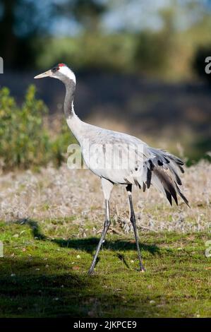 Eine vertikale Aufnahme eines Krans im Winter in Extremadura, Spanien Stockfoto