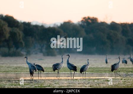 Eine schöne Aufnahme von Kranichen auf einem Feld in Extremadura, Spanien während des Winters Stockfoto