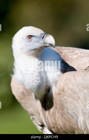 Eine vertikale Nahaufnahme eines Gänsegeiers im Zoo in Madrid, Spanien Stockfoto