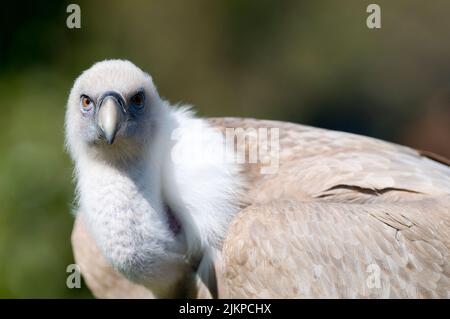 Nahaufnahme eines Gänsegeiers im Zoo in Madrid, Spanien Stockfoto