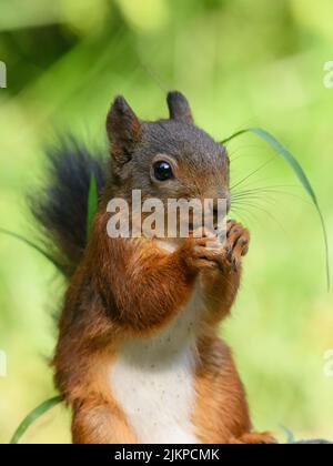 Eine vertikale Nahaufnahme eines Eichhörnchens, das im Wald Nuss frisst Stockfoto