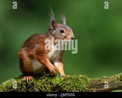 Eine Nahaufnahme eines Eichhörnchens, das in einem moosigen Ast im verschwommenen Hintergrund sitzt. Stockfoto