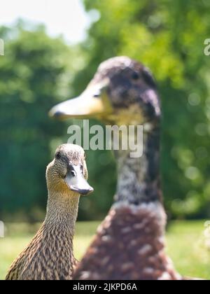 Vorderansicht einer weiblichen Ente, die in Begleitung einer männlichen Ente die Kamera anschaut, ohne Fokus fotografiert, Entenfamilie Stockfoto