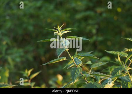 Einige Brennnessel im Sonnenlicht mit verschwommenem Hintergrund im Herbst Stockfoto