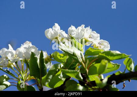 Birnenblüte auf einem Obstbaum vor einem blauen Himmel. Stockfoto