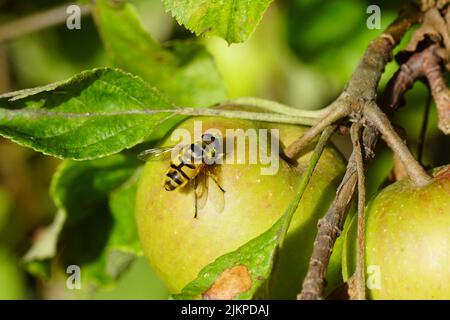 Männlicher Batman hoverfly (Myathropa florea), Familie Syrphidae, die auf einem Apfel in einem Baum ruht. Holländischer Garten, Sommer, August Stockfoto