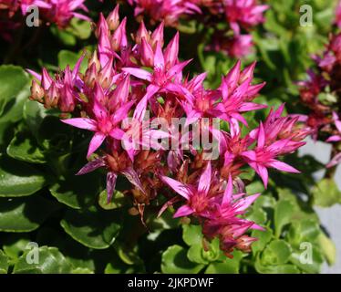 Leuchtend rosafarbene Blüten von kaukasischem Steinkropf oder zweireihigen Steinkropf (Sedum spurium) aus der Nähe Stockfoto