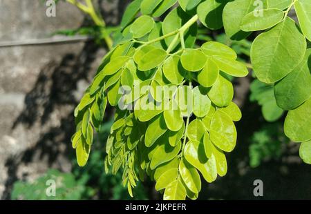 Eine Nahaufnahme einer moringa Akazienblätter im Sonnenlicht. Stockfoto
