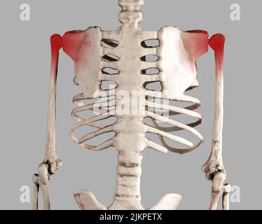 Skelett mit roten Punkten an schmerzhaften Schultergelenken. Armschmerzen. Übernutzung, Sehnenverletzungen, Arthritis Folgen. Medizinische Bedingungen, Anatomiekonzept. Hochwertige Fotos Stockfoto