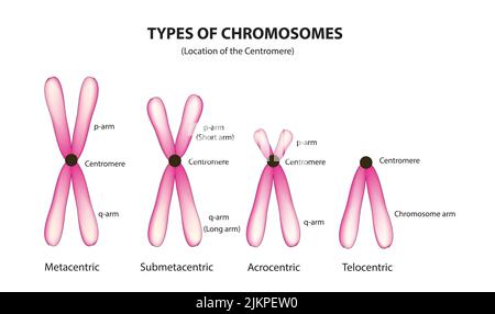 Klassifizierung von Zentromer (Chromosomenklassifizierung) Stockfoto