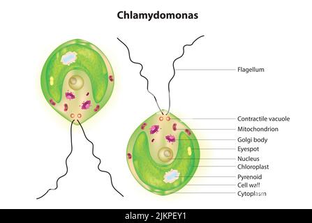 Chlamydomonas-Zellstruktur Stockfoto