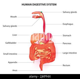 Anatomie des menschlichen Verdauungssystems Stockfoto