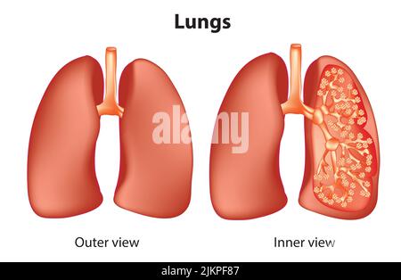 Anatomie der Lunge Stockfoto