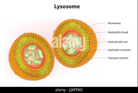 3D Anatomie des Lysosomes Stockfoto