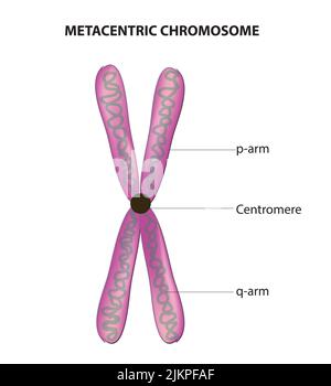 Metazentrisches Chromosom Stockfoto