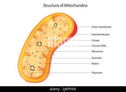 Struktur der Mitochondrien Stockfoto