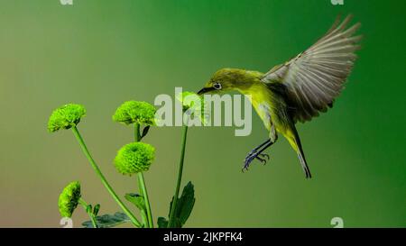 Ein Vogel mit weißen Augen, der sich auf dem Nektar grüner Blumen auf einem verschwommenen grünen Hintergrund ernährt Stockfoto