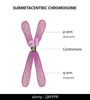 Submetazentrisches Chromosom Stockfoto
