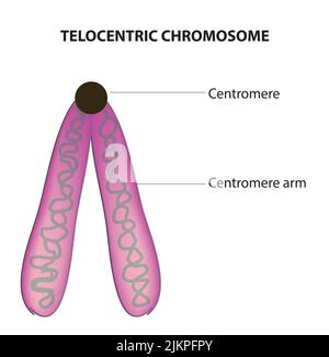 Anatomie des telozentrischen Chromosoms Stockfoto