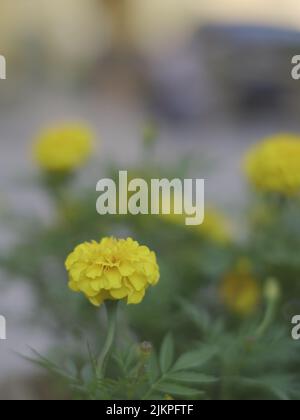 Eine Nahaufnahme von gelben Ringelblumen in einem Garten im Frühling Stockfoto