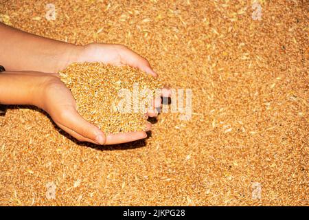 Korn in den Händen eines Bauern aus der Nähe. Er hält das Korn in den Handflächen seiner Hände. Stockfoto