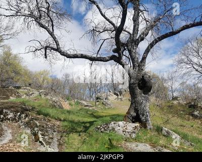 Ein schöner großer alter Baum in der Mitte eines Parks mit großen Ästen Stockfoto