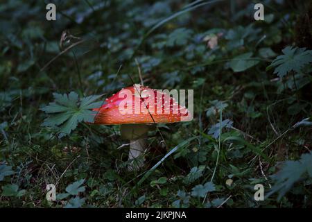 Nahaufnahme des Fliegenpilzes auf dem Feld Stockfoto