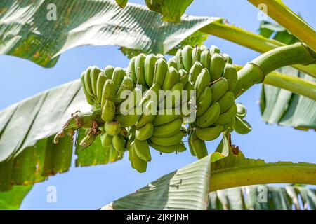 Nahaufnahme der Bananenfrucht von der im Obstgarten angebauten Bananenstaude Stockfoto