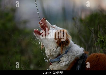 Hund Trinkwasser aus Plastikflasche Stockfoto