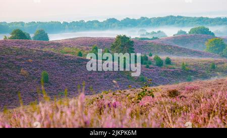 Posbank Nationalpark Veluwe, lila rosa Heidekraut in Blüte, blühende Heizung auf der Veluwe durch die Hügel der Posbank Rheden, Niederlande. Stockfoto