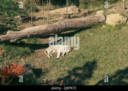 Ein heller Sommertag im Zoo von Cincinnati mit einem wunderschönen weißen Tiger, der auf dem üppigen Gras schläft Stockfoto