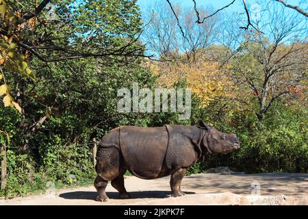 Ein strahlender Sommertag im Zoo von Cincinnati mit einem Black Rhino, der mitten im Grünen herumläuft Stockfoto