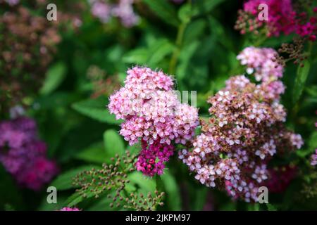 Eine Nahaufnahme von schönen rosa japanischen Mädesüß (Spiraea japonica) Blumen im Garten Stockfoto