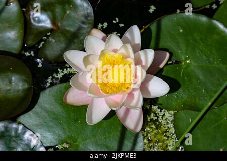 Ein Blick von oben auf eine wunderschöne Seerose unter den Blättern in einem Teich unter dem Sonnenlicht Stockfoto