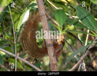 Das rotbauchige Eichhörnchen klettert auf den Baum und schaut in die Kamera. Pallas-Eichhörnchen (Callosciurus erythraeus) in tropischer Natur, Thailand. Stockfoto